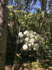 Angelica californica