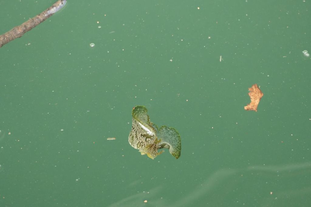 Syphonota geographica