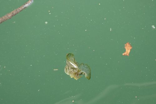 Syphonota geographica