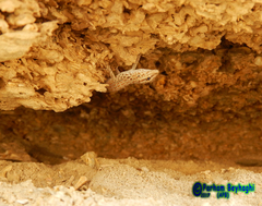 Pristurus rupestris rupestris