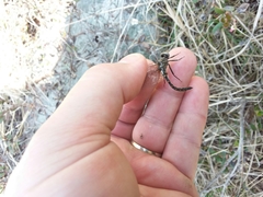 Williamsonia lintneri