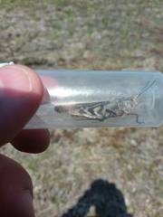 Pardalophora apiculata