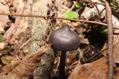 Entoloma violaceum
