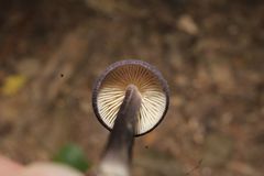 Entoloma violaceum