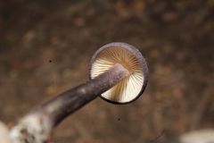 Entoloma violaceum