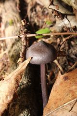 Entoloma violaceum