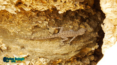 Pristurus rupestris rupestris