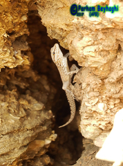 Pristurus rupestris rupestris