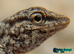 Pristurus rupestris rupestris