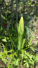 Xerophyllum asphodeloides
