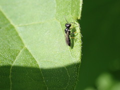 Spilomena
