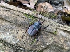 Dicronocephalus shimomurai