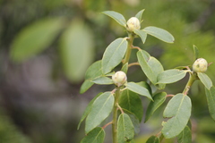 Rhododendron columbianum