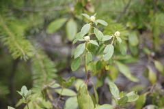Rhododendron columbianum