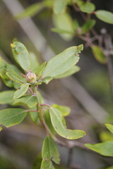 Rhododendron columbianum