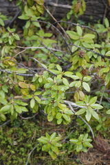 Rhododendron columbianum
