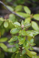 Rhododendron columbianum