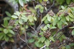 Rhododendron columbianum
