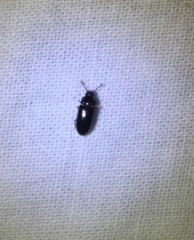 Pharaxonotha kirschii