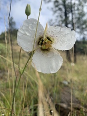 Calochortus howellii