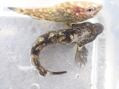 Diplocrepis puniceus