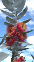 Eucalyptus macrocarpa