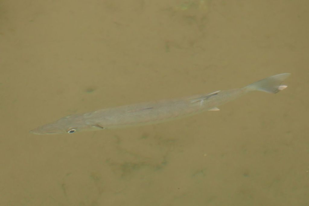 Great barracuda
