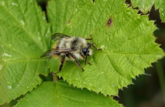 Bombus mixtus