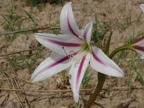 Crinum ornatum image