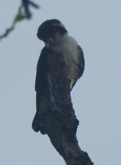 Microhierax fringillarius