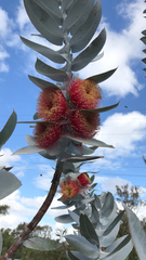 Eucalyptus macrocarpa