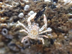 Petrocheles spinosus