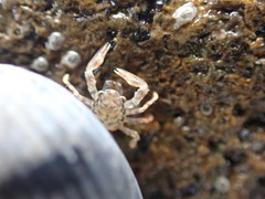 Petrocheles spinosus