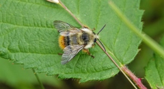 Bombus mixtus