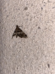 Usingeriessa onyxalis