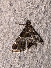 Usingeriessa onyxalis