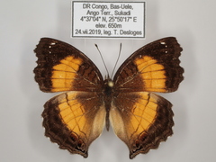 Junonia terea terea