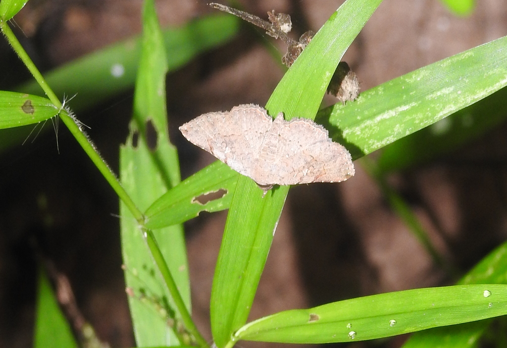 Rhesala imparata