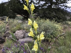 Linaria dalmatica dalmatica