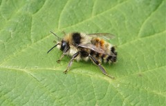 Bombus vancouverensis vancouverensis