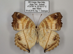 Junonia terea terea
