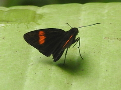 Koruthaialos rubecula
