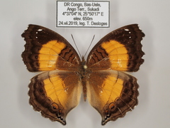 Junonia terea terea