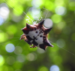 Gasteracantha kuhli