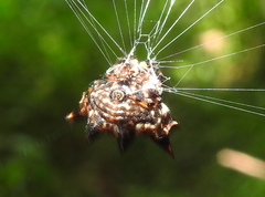 Gasteracantha kuhli
