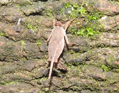 Systolederus cinereus