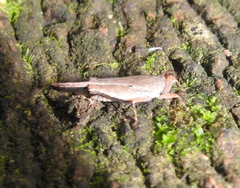 Systolederus cinereus