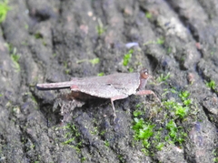Systolederus cinereus
