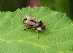Bombus vancouverensis vancouverensis
