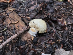 Pholiota nubigena